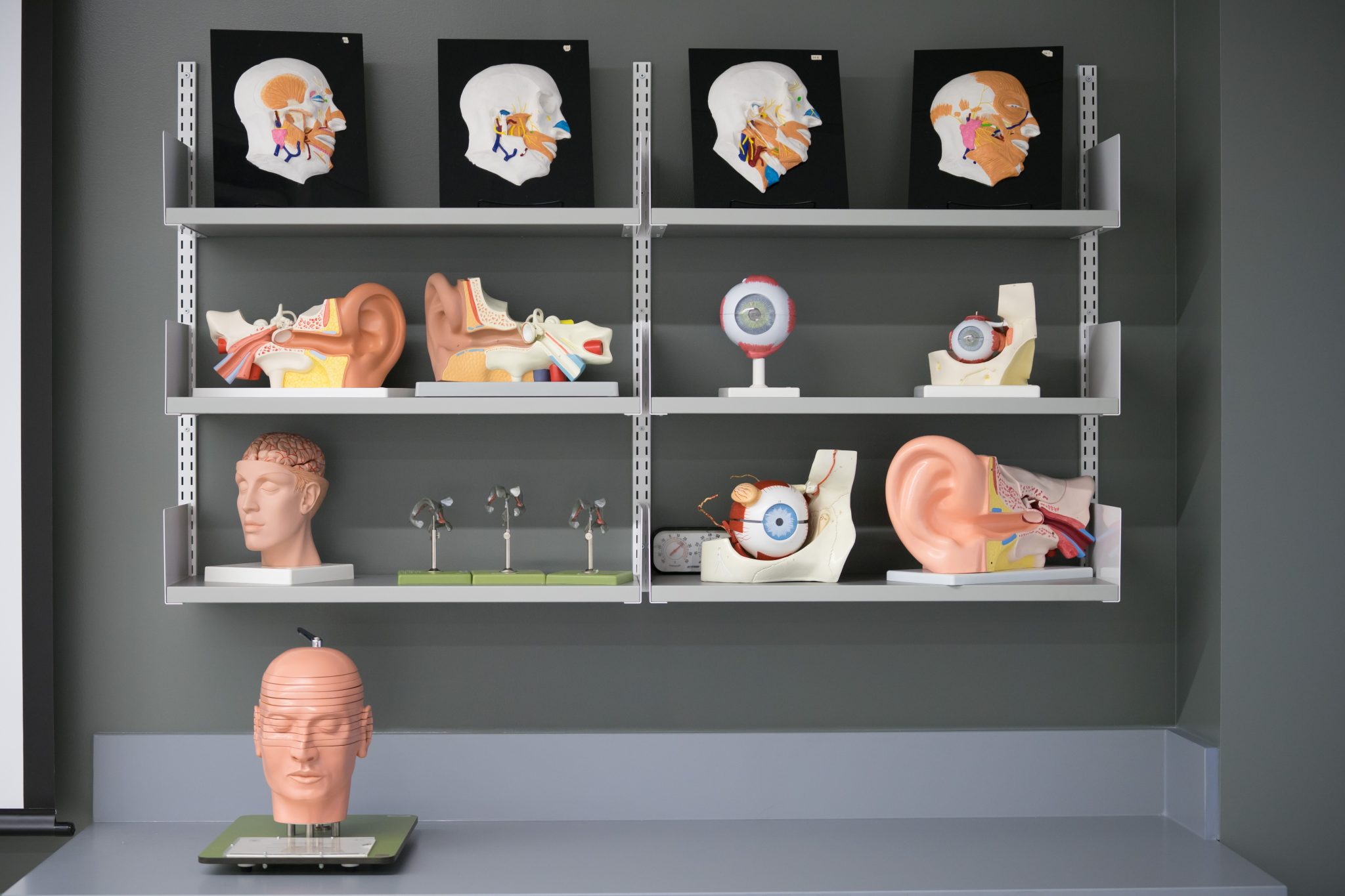 Donated Cadavers Reveal Anatomy of a Gift