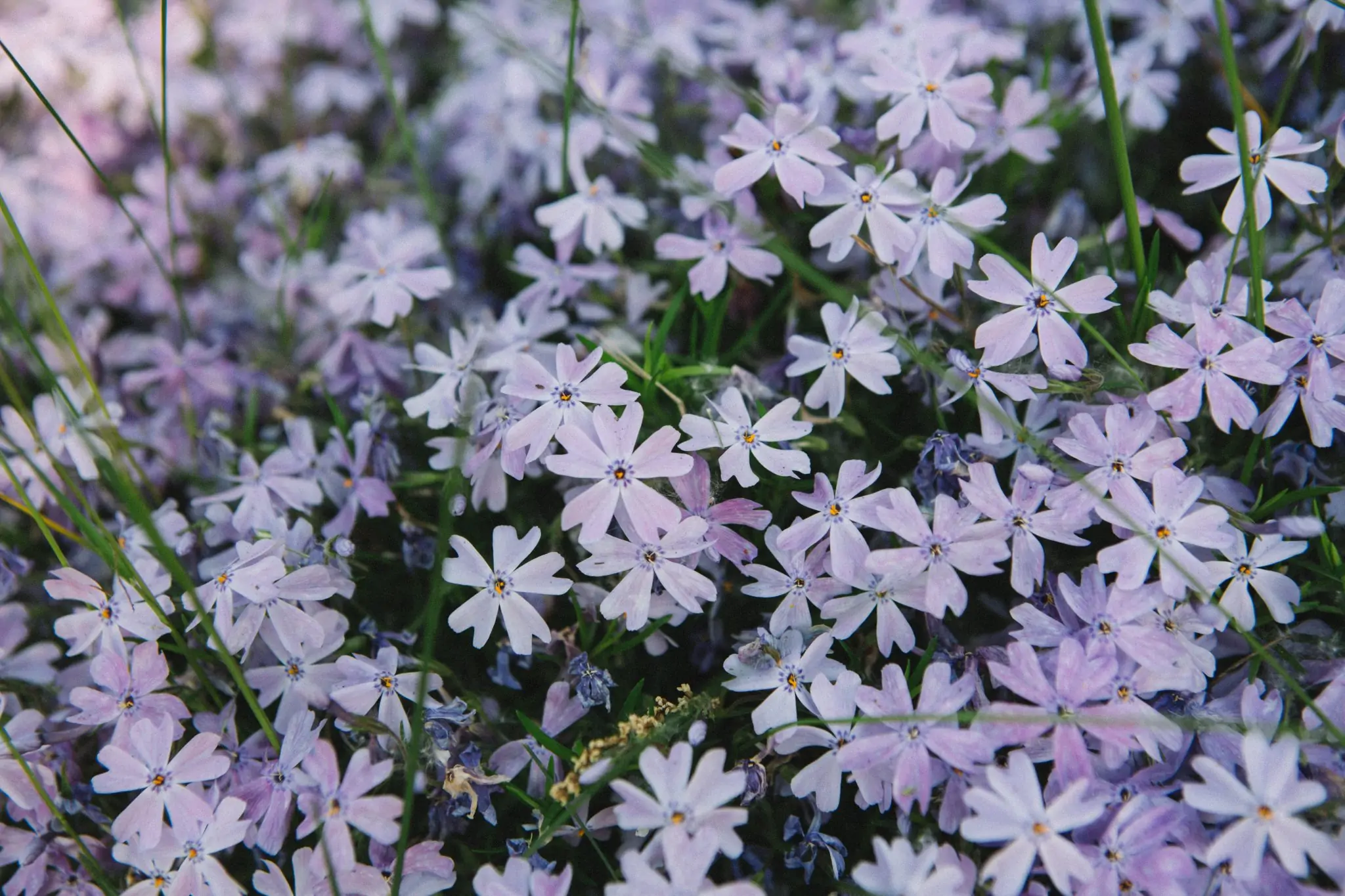 Breaking Down Eating Disorder Myths