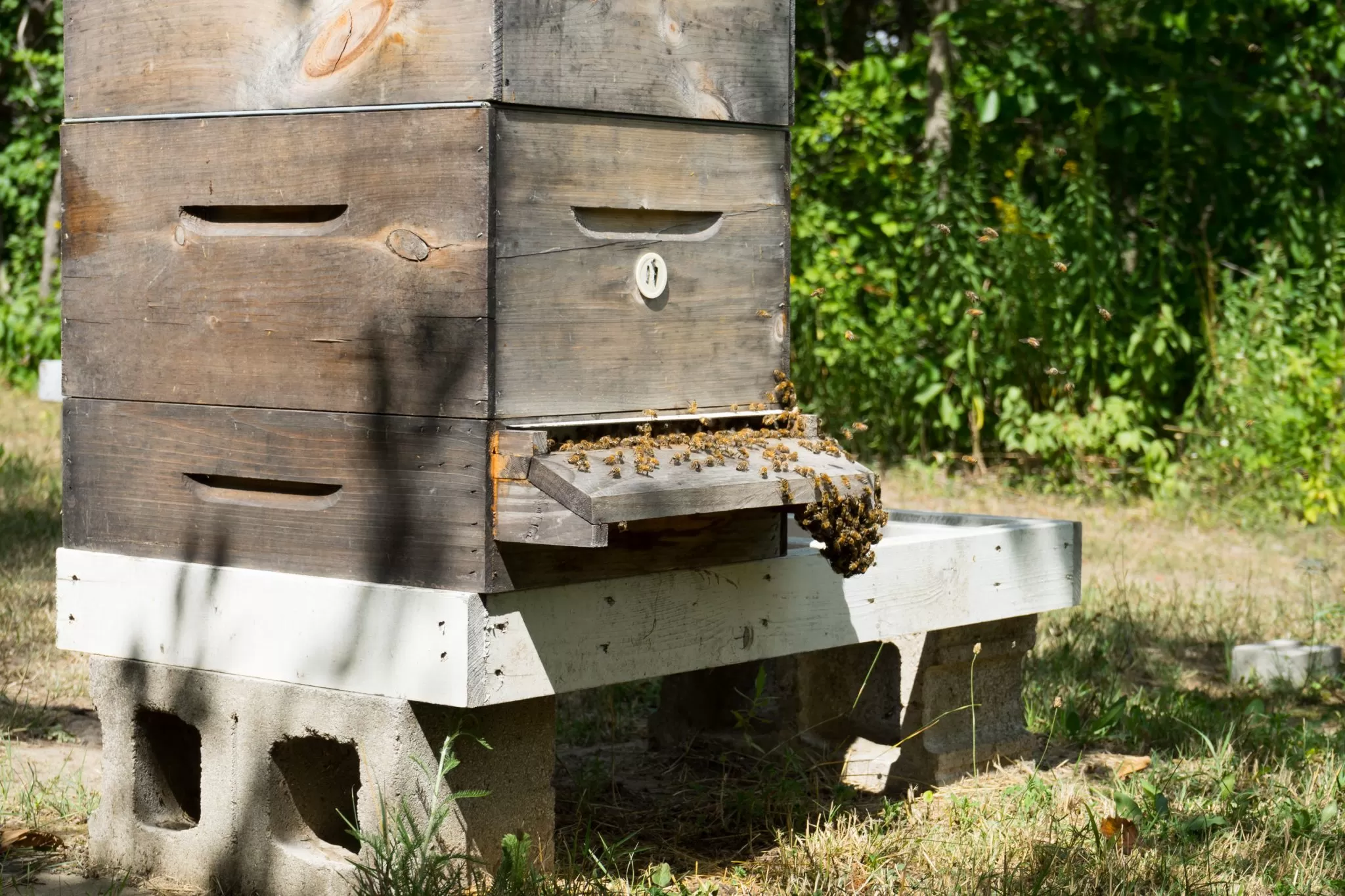 How to “Bee” a Voice for the Bees