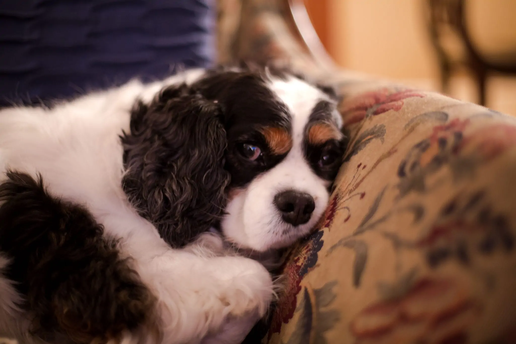 Let’s Talk About Doggy Digestion